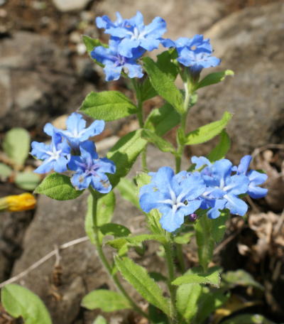 かずらページ ホタルカズラ - 野山に自然に咲く花のページ
